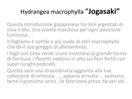 Hydrangea macrophylla “Jogasaki”