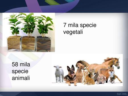 7 mila specie vegetali 58 mila specie animali.