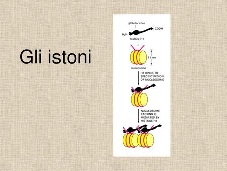 Gli istoni.