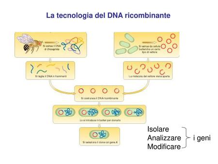 La tecnologia del DNA ricombinante