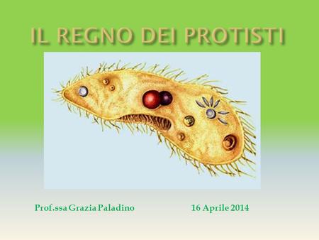 IL REGNO DEI PROTISTI Prof.ssa Grazia Paladino		16 Aprile 2014.