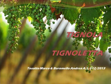 TIGNOLA TIGNOLETTA Tosatto Marco & Boromello Andrea A.S. 012/2013.