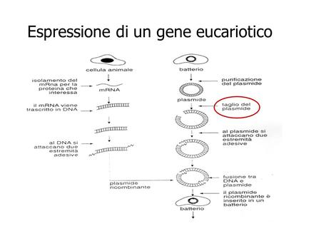 Espressione di un gene eucariotico