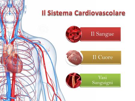 Il Sistema Cardiovascolare