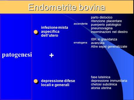 Endometrite bovina + patogenesi infezione mista aspecifica dell’utero