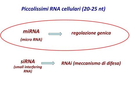 RNAi (meccanismo di difesa)