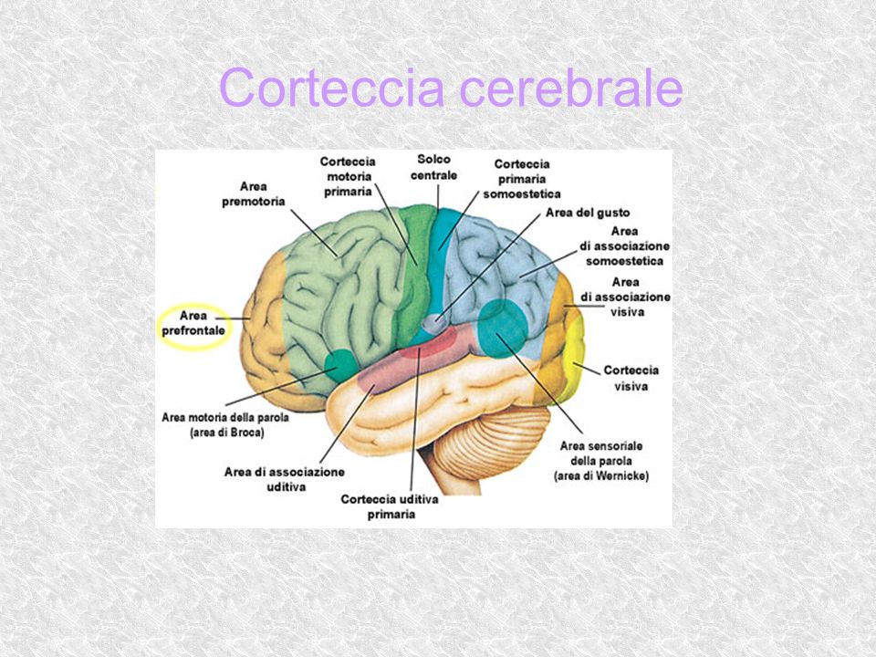 lobi della corteccia cerebrale