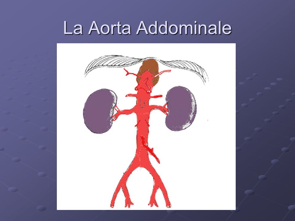 La Aorta Addominale