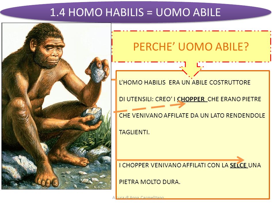 1.4 HOMO HABILIS = UOMO ABILE