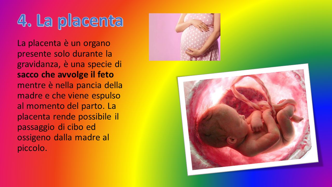 4. La placenta