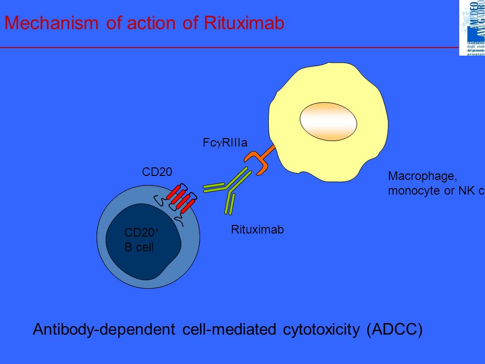 Mechanism of action of Rituximab