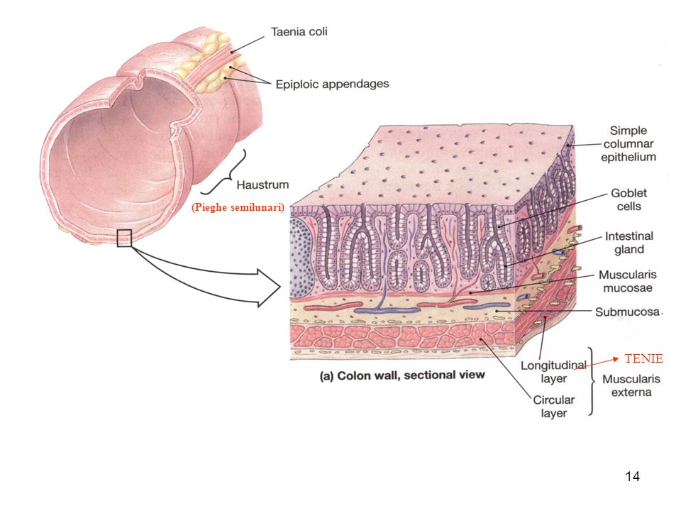 Pictures Of Large Clits