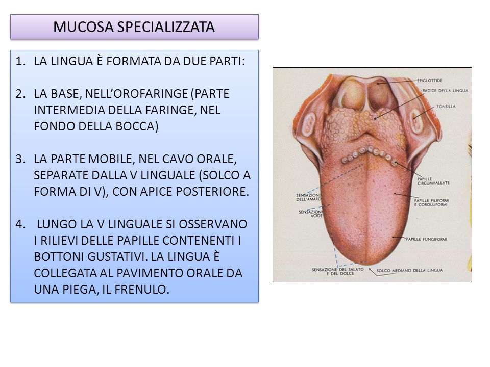 Mucosa Orale Ppt Scaricare