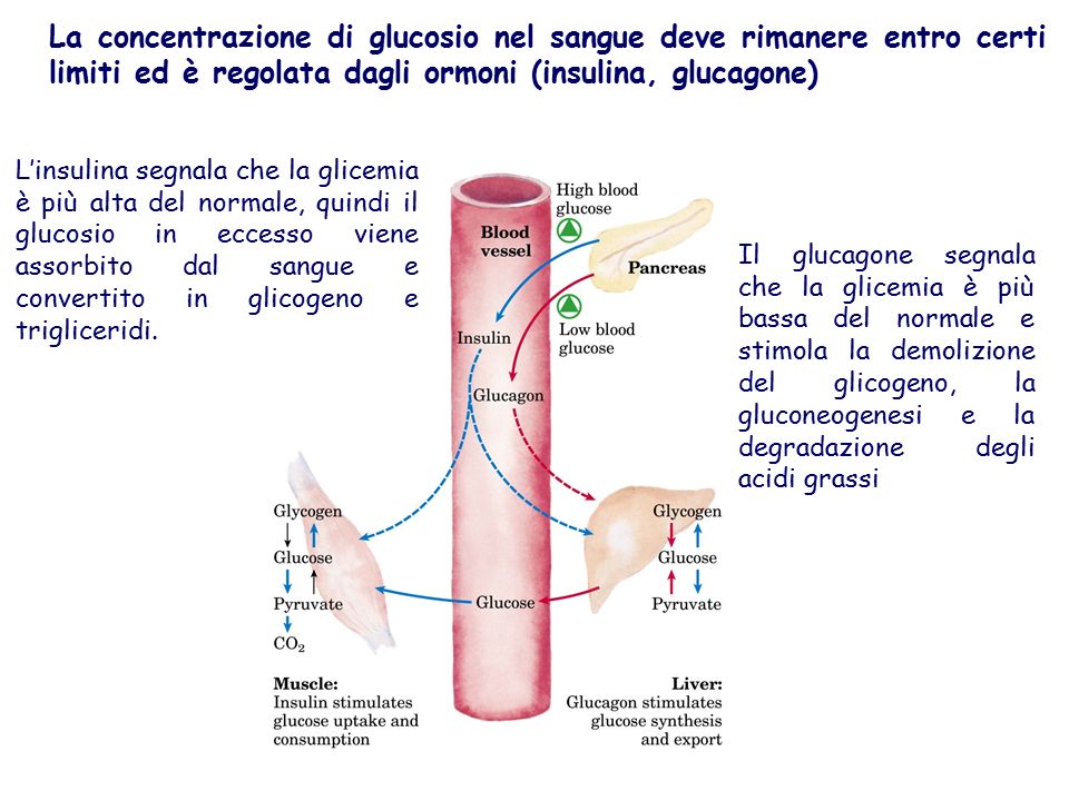 La concentrazione di glucosio nel sangue deve rimanere entro certi limiti ed è regolata dagli ormoni (insulina, glucagone)