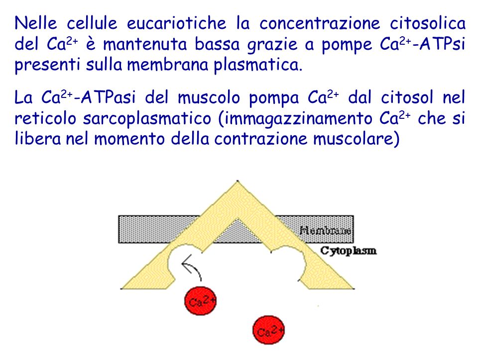 Nelle cellule eucariotiche la concentrazione citosolica del Ca2+ è mantenuta bassa grazie a pompe Ca2+-ATPsi presenti sulla membrana plasmatica.