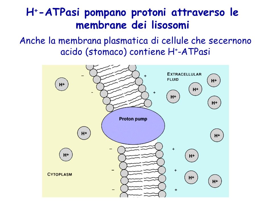 H+-ATPasi pompano protoni attraverso le membrane dei lisosomi