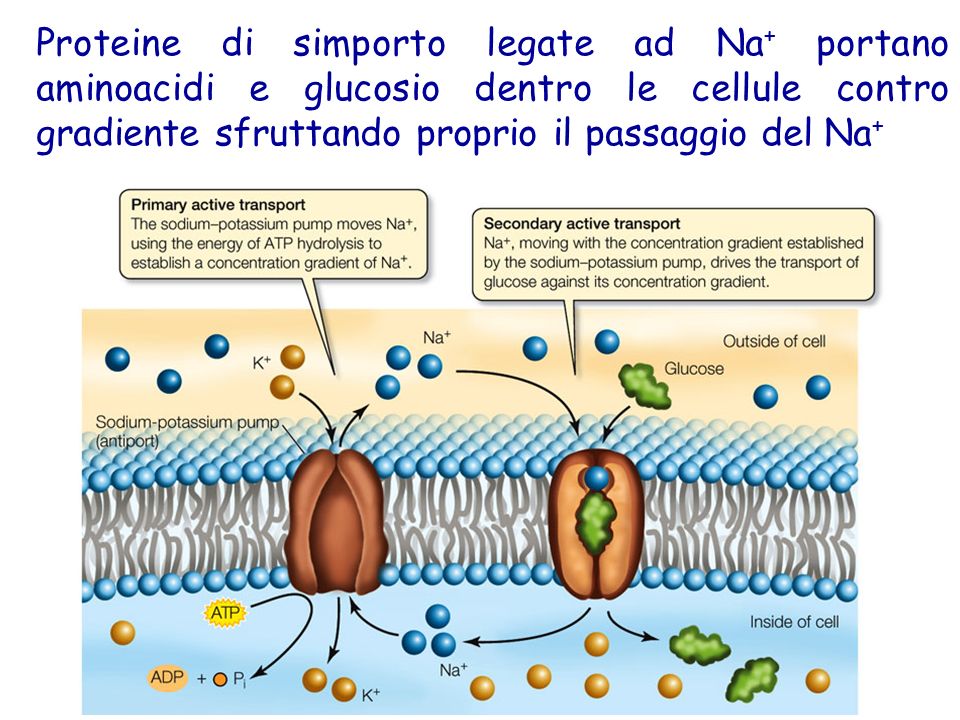 Proteine di simporto legate ad Na+ portano aminoacidi e glucosio dentro le cellule contro gradiente sfruttando proprio il passaggio del Na+