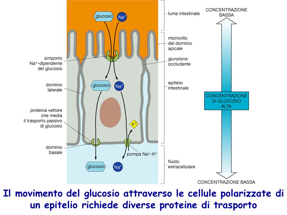 Il movimento del glucosio attraverso le cellule polarizzate di un epitelio richiede diverse proteine di trasporto