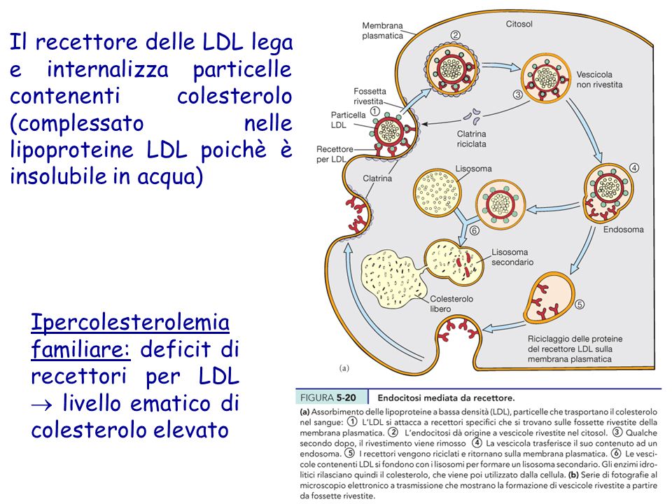 Il recettore delle LDL lega e internalizza particelle contenenti colesterolo (complessato nelle lipoproteine LDL poichè è insolubile in acqua)