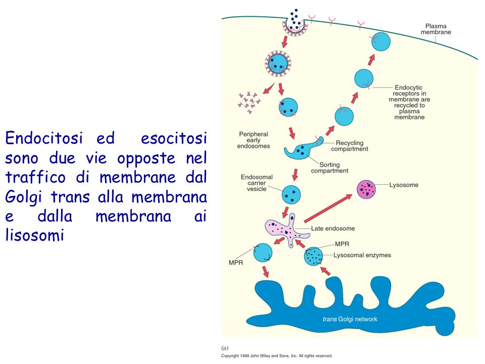Endocitosi ed esocitosi sono due vie opposte nel traffico di membrane dal Golgi trans alla membrana e dalla membrana ai lisosomi