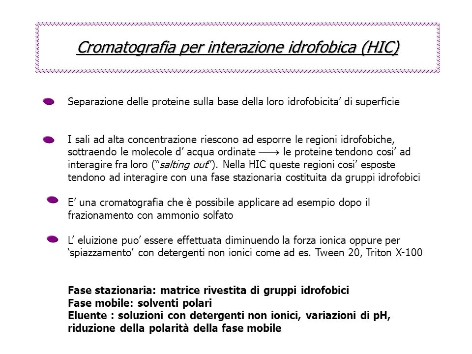 Cromatografia per interazione idrofobica (HIC)
