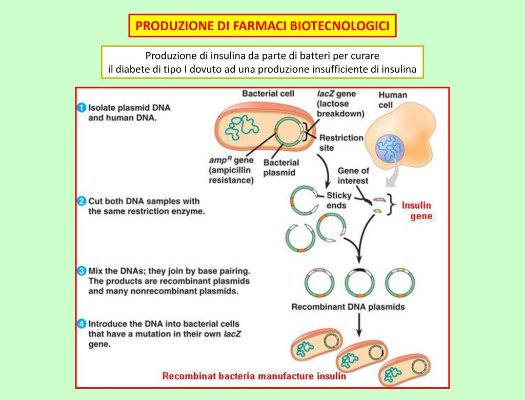 Плазмида содержащая ген инсулина. Insulin Production. Recombinant Insulin. Plasmid DNA.