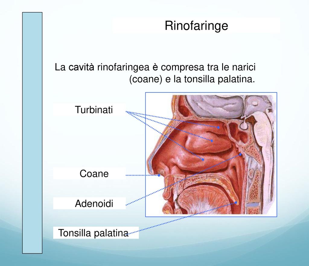 Rinofaringe La cavità rinofaringea è compresa tra le narici (coane) e la tonsilla palatina. Turbinati.