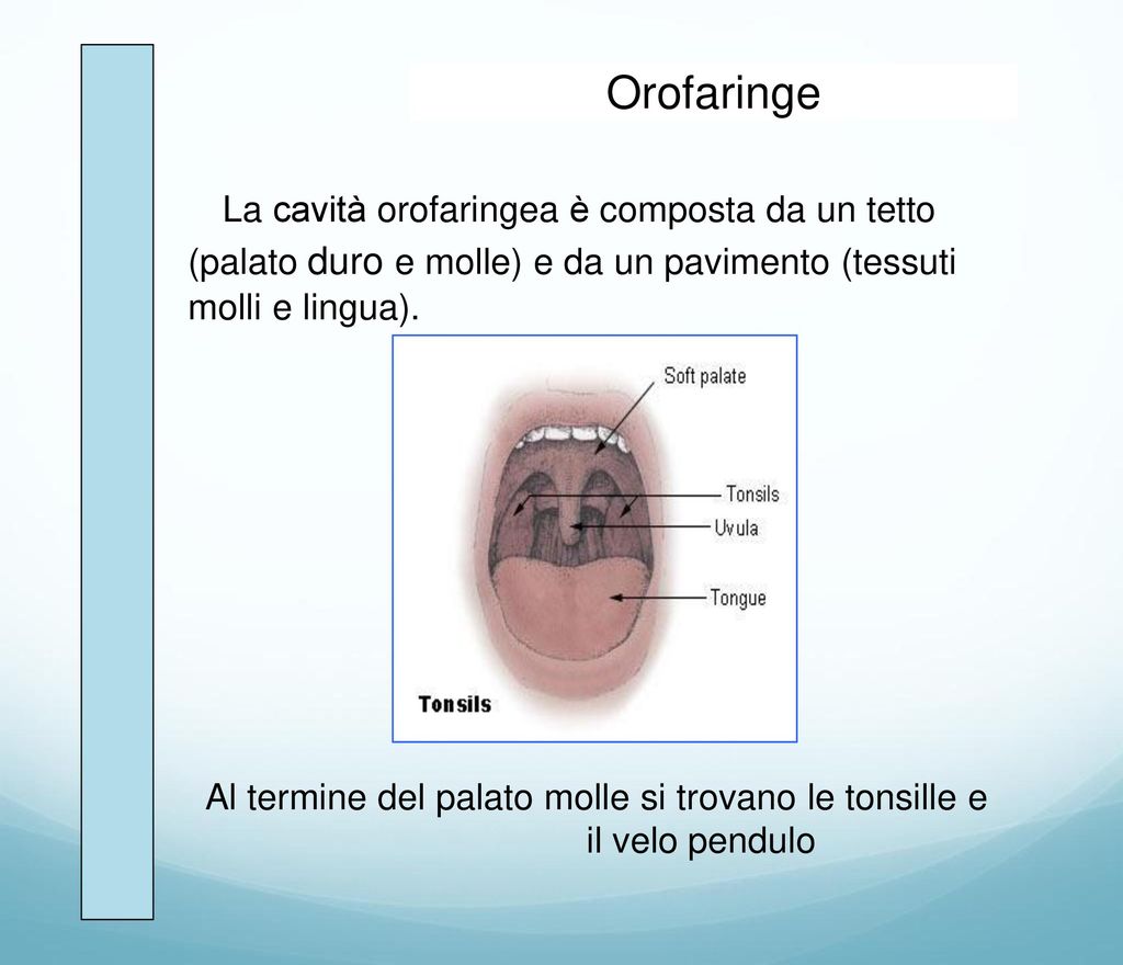 Orofaringe La cavità orofaringea è composta da un tetto (palato duro e molle) e da un pavimento (tessuti molli e lingua).