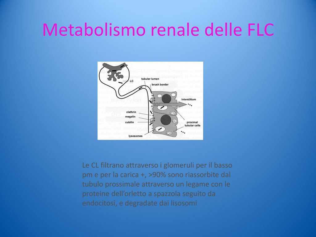 Metabolismo renale delle FLC
