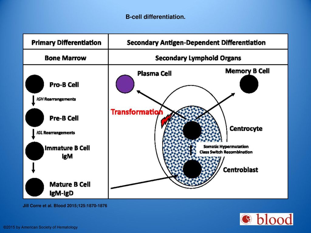 B-cell differentiation.