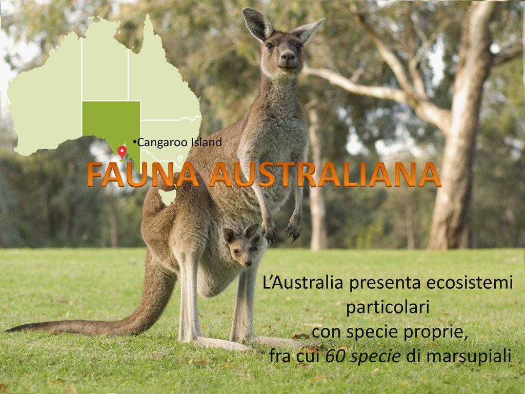 FAUNA AUSTRALIANA L’Australia presenta ecosistemi particolari