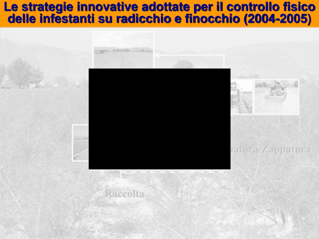 Le strategie innovative adottate per il controllo fisico delle infestanti su radicchio e finocchio ( )