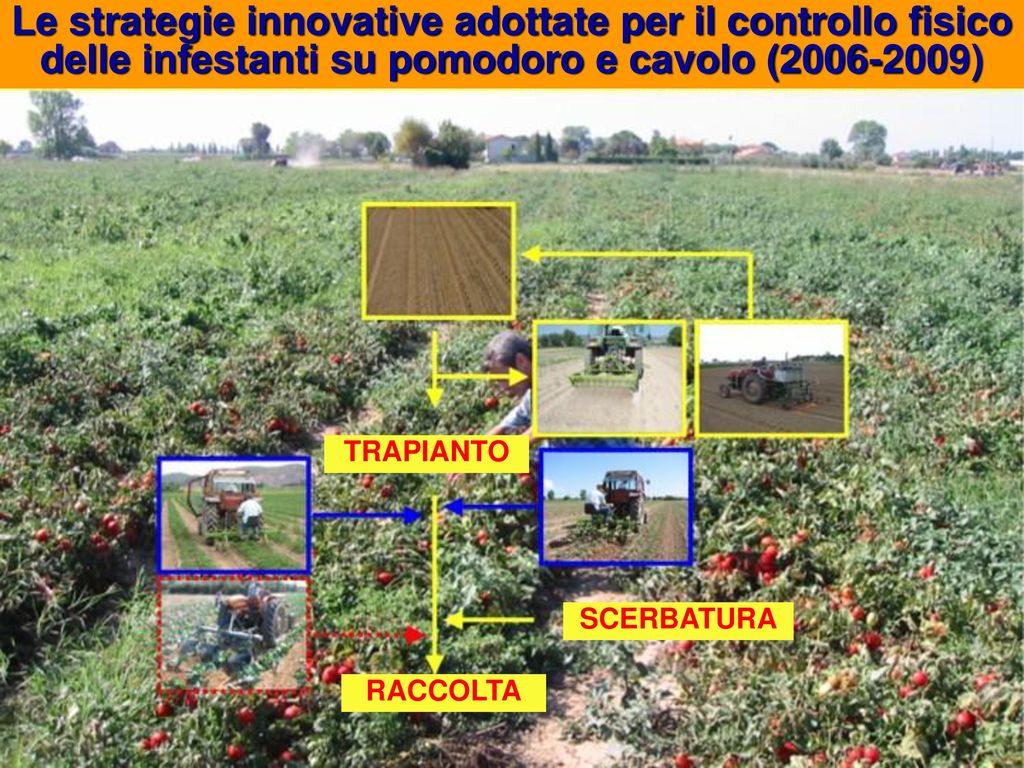 Le strategie innovative adottate per il controllo fisico delle infestanti su pomodoro e cavolo ( )