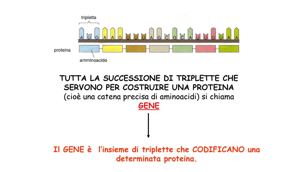 TUTTA LA SUCCESSIONE DI TRIPLETTE CHE SERVONO PER COSTRUIRE UNA PROTEINA (cioè una catena precisa di aminoacidi) si chiama GENE