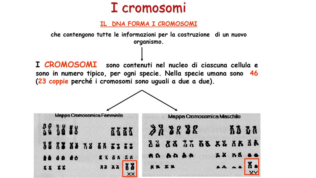 IL DNA FORMA I CROMOSOMI