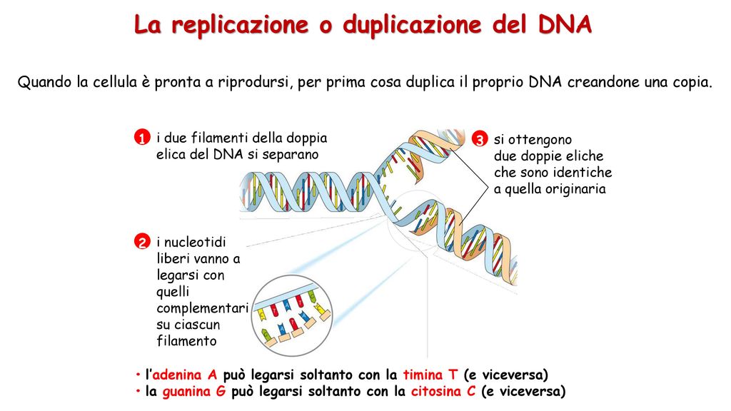La replicazione o duplicazione del DNA
