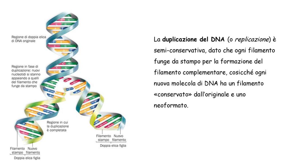 La duplicazione del DNA (o replicazione) è semi-conservativa, dato che ogni filamento funge da stampo per la formazione del filamento complementare, cosicché ogni nuova molecola di DNA ha un filamento «conservato» dall’originale e uno neoformato.