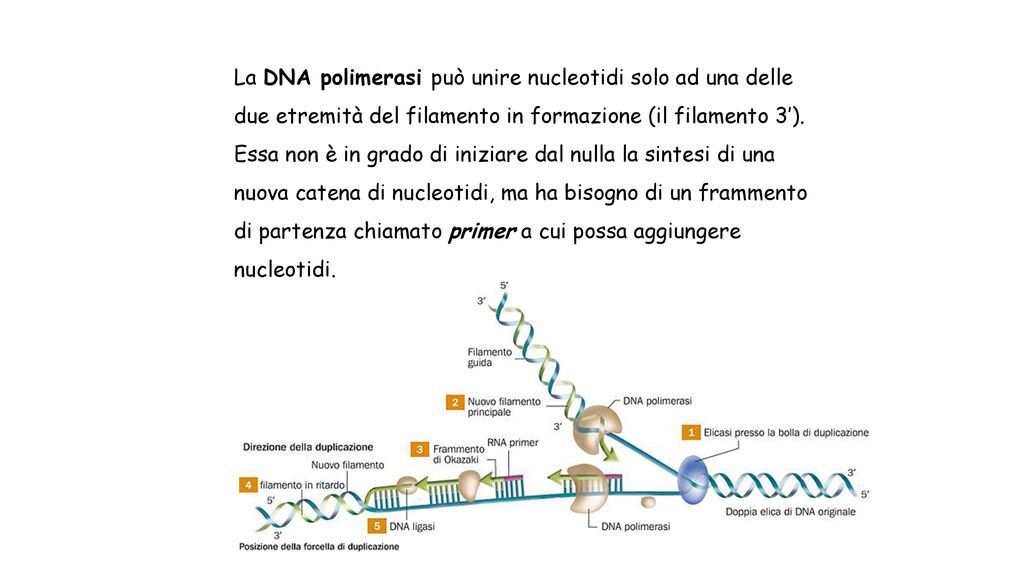 La DNA polimerasi può unire nucleotidi solo ad una delle due etremità del filamento in formazione (il filamento 3’).