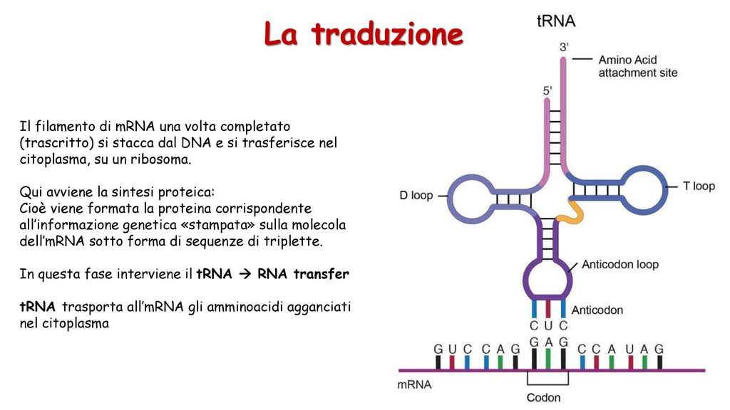La traduzione Il filamento di mRNA una volta completato (trascritto) si stacca dal DNA e si trasferisce nel citoplasma, su un ribosoma.