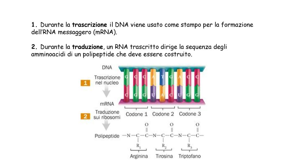 Durante la trascrizione il DNA viene usato come stampo per la formazione dell’RNA messaggero (mRNA).