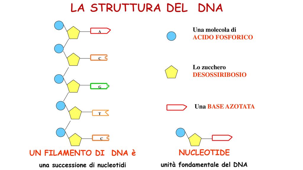 unità fondamentale del DNA una successione di nucleotidi