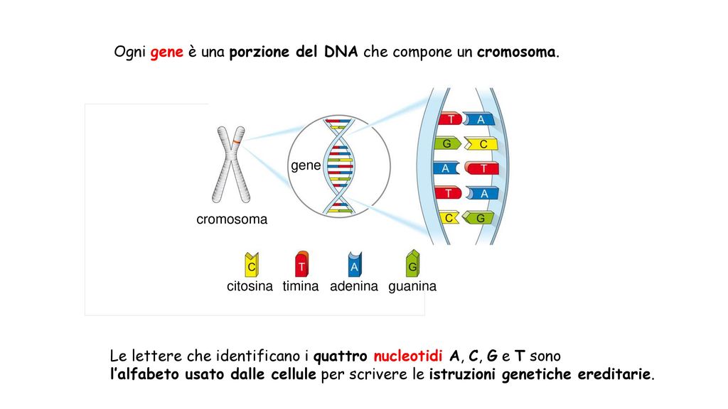 Ogni gene è una porzione del DNA che compone un cromosoma.