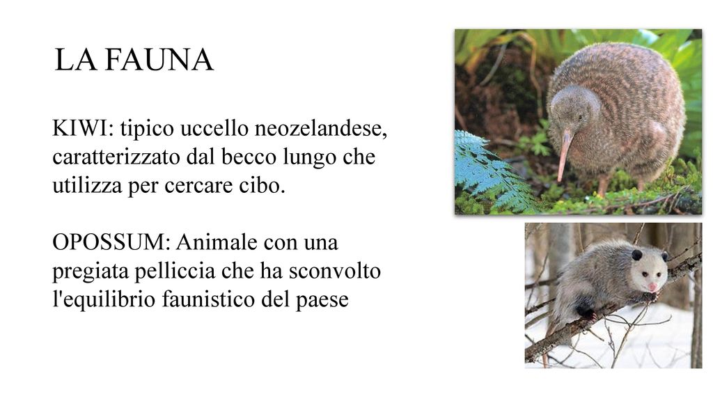 LA FAUNA KIWI: tipico uccello neozelandese, caratterizzato dal becco lungo che utilizza per cercare cibo.