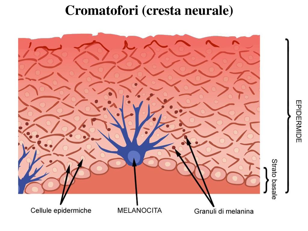 Пигмент меланин в каком слое. Клетки меланоциты в коже. Меланосомы и меланоциты. Пигментные клетки меланоциты. Строение кожи человека меланоциты.