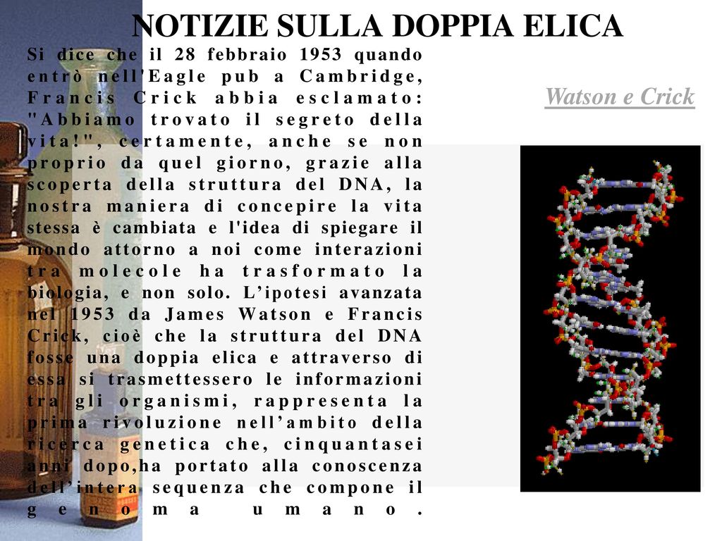 RNA L’RNA contiene adenina, uracile, guanina