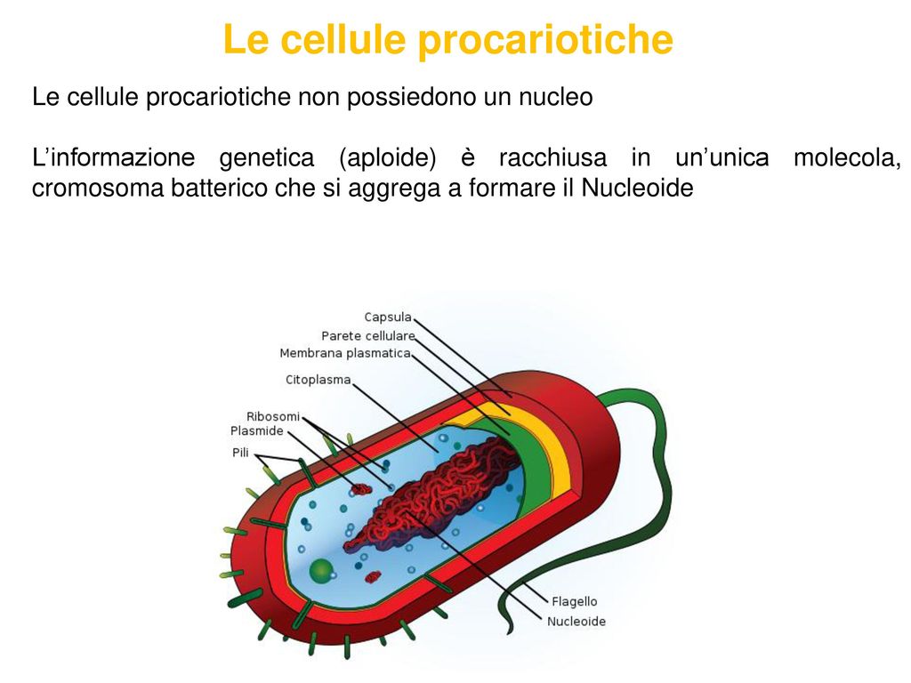 Бактерия прокариот строение