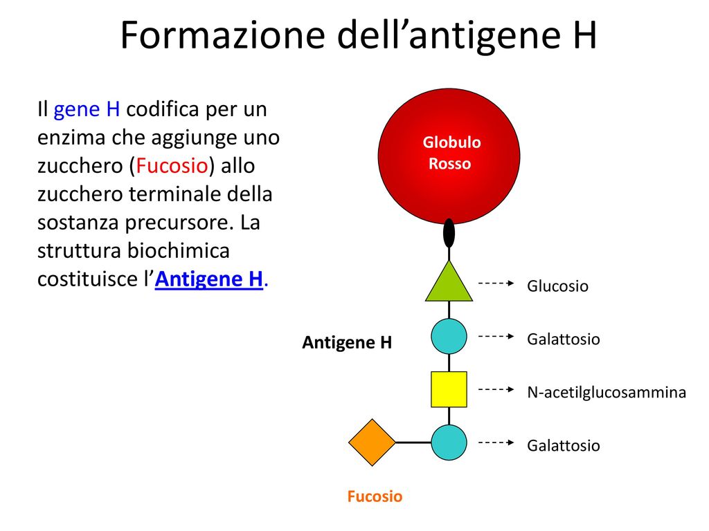 Formazione dell’antigene H