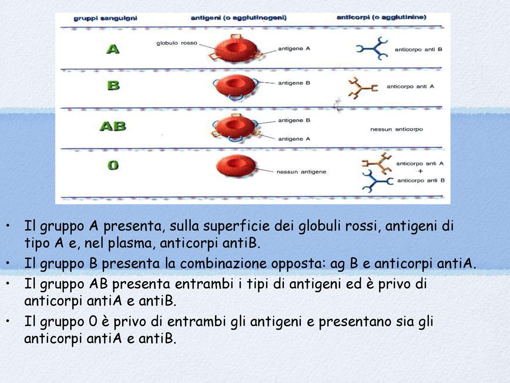 Il gruppo A presenta, sulla superficie dei globuli rossi, antigeni di tipo A e, nel plasma, anticorpi antiB.