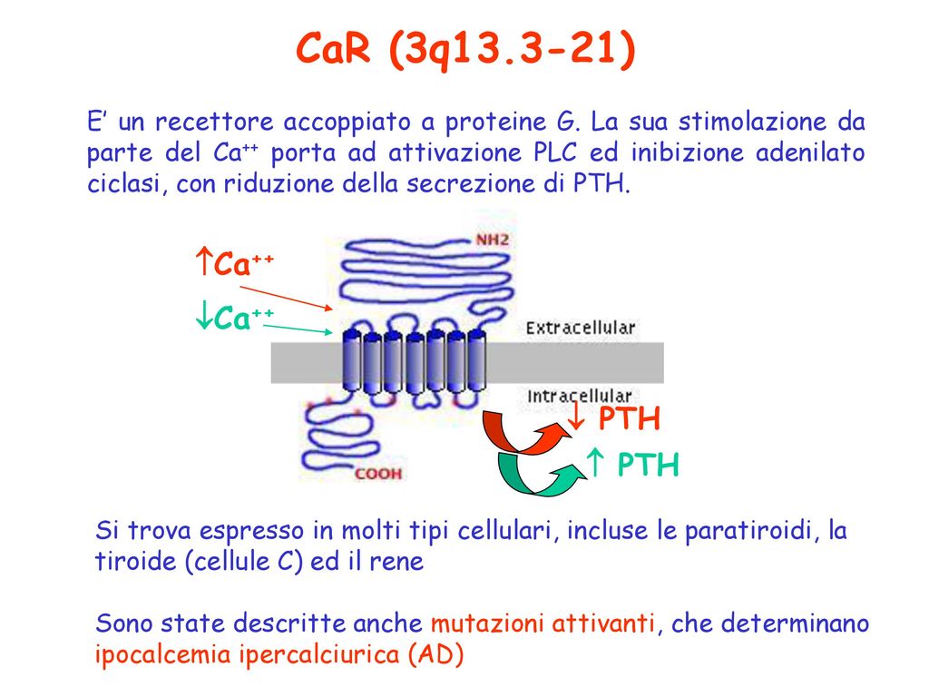 CaR (3q ) Ca++ Ca++  PTH  PTH