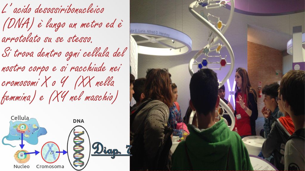 L’ acido desossiribonucleico (DNA) è lungo un metro ed è arrotolato su se stesso. Si trova dentro ogni cellula del nostro corpo e si racchiude nei cromosomi X o Y (XX nella femmina) e (XY nel maschio)